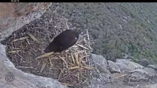 Cámara en nido de águila real - El primer vuelo