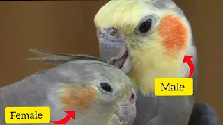Cockatiel Gender Revealed: Male or Female?