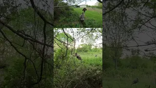 Unconventional Turkey Hunt!