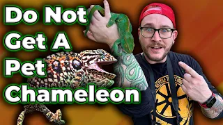 DO NOT GET A CHAMELEON! Get One Of These Instead!