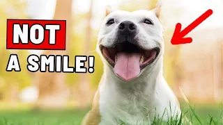 The Real Reason Dogs "Smile" Is Scary