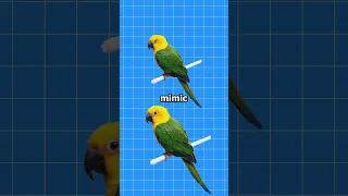 Why Do Parrots Talk Like Humans? 🤔(Explained)