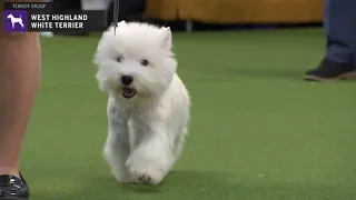 West Highland White Terriers | Breed Judging 2020