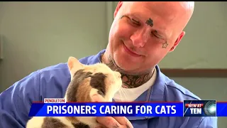 Inmates caring for cats in rehab program at Pendleton prison