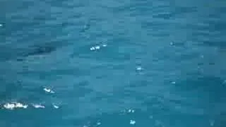 Hammerhead Shark in Galapagos Islands