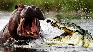 Бегемот спасает антилопу от крокодила