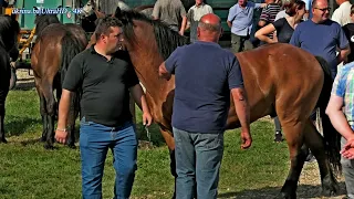 171. DERVENTSKI VAŠAR - SLIDE SHOW & STOČNI DIO 4K