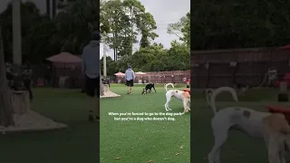 When Your Introvert Dog Hates The Dog Park 😂 | Funny Animal Tik Tok Meme