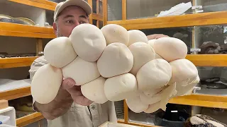 MOTHERLOAD of GIANT SNAKE EGGS  😱🥚