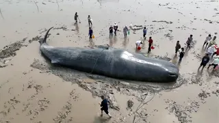 Stranded 20-meter sperm whale rescued