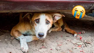 12 Animal Rescues That Will Break Your Heart