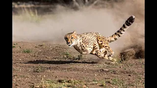 Какое животное самое быстрое на планете