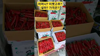 어머나! 이 햇고추? 얼마? 가격은? 정말요? #고추 #햇고추 #고추가루 #고추장 #먹방 #맛집 #시장