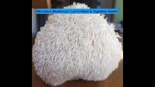 Monday's Mushroom!  Lion's Mane for Digestive System Health