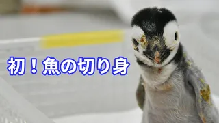 【エンペラーペンギンの赤ちゃん】初！魚の切り身