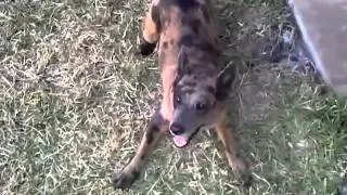 Suki my catahoula/shepherd mix