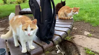 Incredibly beautiful Kittens living in the park. I gave them food. 😍