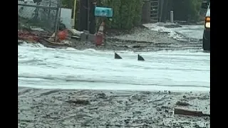 Sharks swim in roads during Hurricane Nicole