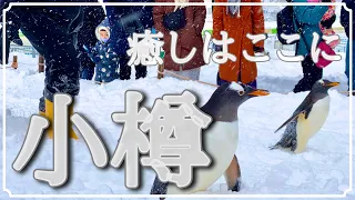 【VLOG】北海道 おたる水族館 / 冬の「言うことを聞かないペンギンショー」に行ってみた⁉︎⁉︎⁉︎ Otaru Aquarium