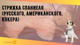 Стрижка спаниеля (русского, американского, кокера)