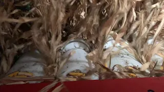 Уборка кукурузы на корнаж жаткой OROS RUS 8R