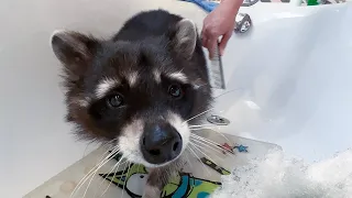 A brave raccoon bathes in a shampoo bath