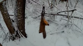 Проверка капканов на куницу. Украли капканы...