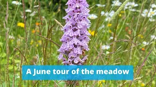 A tour of the wildflowers at Common Farm in Somerset