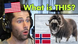 American Reacts to AMAZING Animals Found in Norway