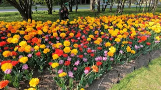 2023 Canadian Tulip Festival Walking Tour in 4K 60FPS Ottawa