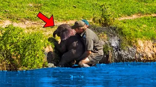 After a Man Saved a Drowning Baby Elephant, The Herd Turned Around and Did This...