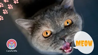 The Only Funny Cat 😹 and Kittens Meowing Compilation 😂