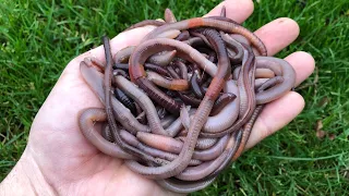 How to catch Earthworms for fishing - No tools needed!!