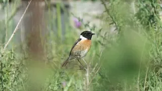 Birding Crete May 2018