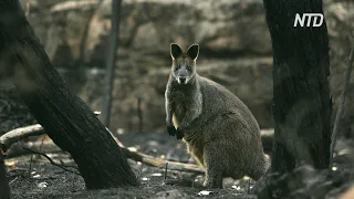 Новые данные: от лесных пожаров в Австралии пострадали или погибли 3 млрд животных