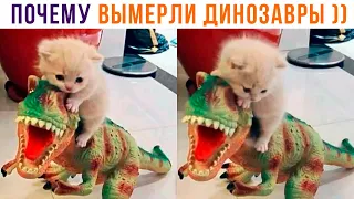 ПОЧЕМУ ВЫМЕРЛИ ДИНОЗАВРЫ ))) Приколы с котами | Мемозг 1184