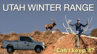 Dead Elk Everywhere | BIG WINTER RANGE BULLS 2023