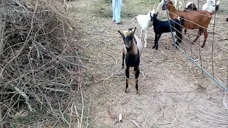 Goats meeting with men  Amazing Video