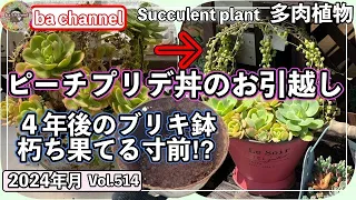 514{多肉植物} ４年使うとこうなる⁉【ブリキ製鉢】【予防策】【ピーチプリデ丼】【ba多肉】【baチャンネル】【Succulent】