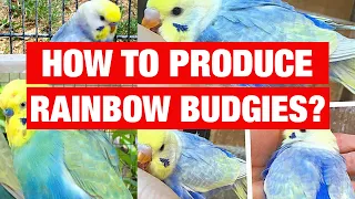 How to Produce Rainbow Budgies - [With Pictures] -  Rainbow Budgie Breeding