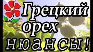 Отвечаю на ваши вопросы, рассказываю подробно! Самое неприхотливое дерево вашего сада: Грецкий орех!