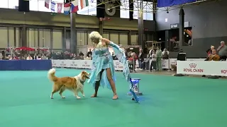 Dog Dancing Dust in the Wind EU Champion