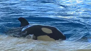 Baby Ula experiencing the main pool with Mom - Jan.18, 2020 - Loro Parque