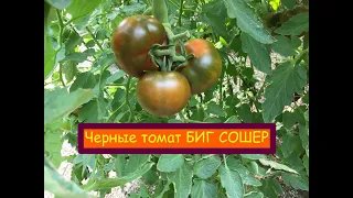 Черноплодные томаты БИГ СОШЕР !!!