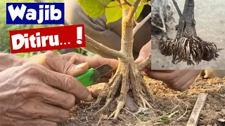 Cara Mudah Membuat Bonsai Waru Pecah Batang Bersama Kang Yono Lampung