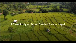 Film Teaser: Transforming Nepali Agriculture with DSR