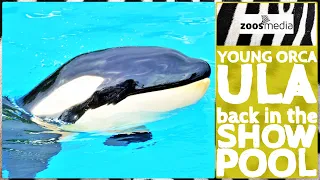 Loro Parque: Orca ULA back in the Show Pool | zoos.media