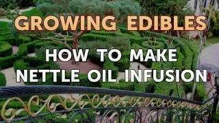 How to Make Nettle Oil Infusion