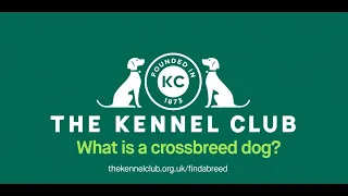 What is a crossbreed dog?