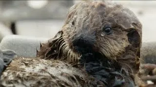 Sweet Shell Smashers! | Amazing Animal Babies: Sea Otters | Earth Unplugged